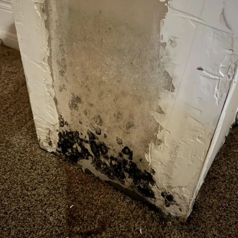 Professional Mold Removal in Polk City, FL